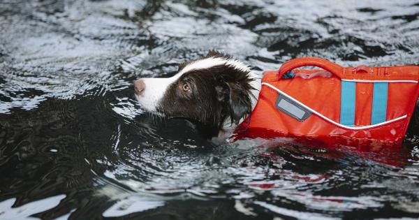 Help your dog handle adolescence with these tips