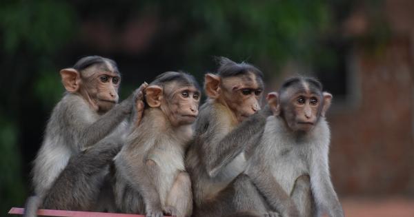 Can monkeys survive on different surfaces?