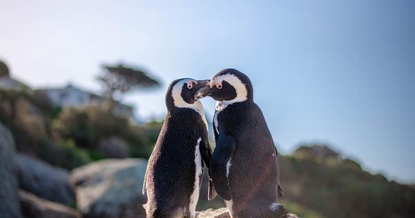 A Kiss That Saved 672 Penguins