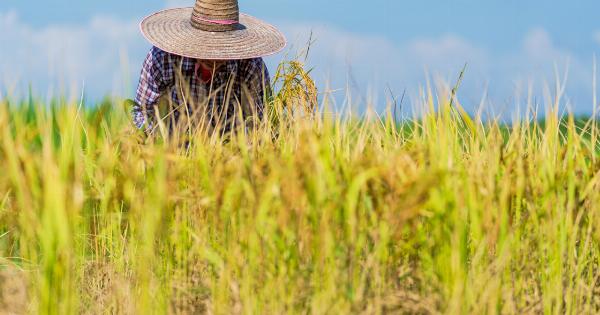 Breakthrough: Key gene paves way for improved rice yield