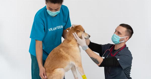 Caring for Dogs with Allergies