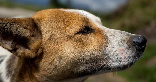 Ear Infections in Dogs: Natural Remedies to Try