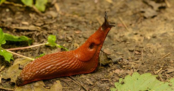 Snail extract: the secret to ageless skin