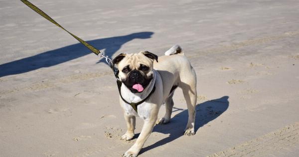 Fine dog-riders who disobey leash law with 300 euros