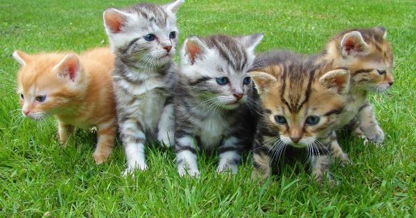 Managing Feline Diabetes: Diet Tips for Cats