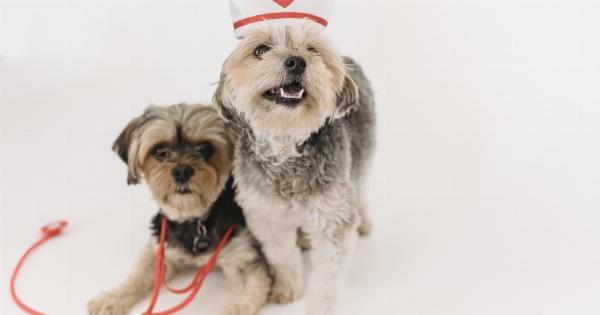 Adorable dog interrupts priest during surgery