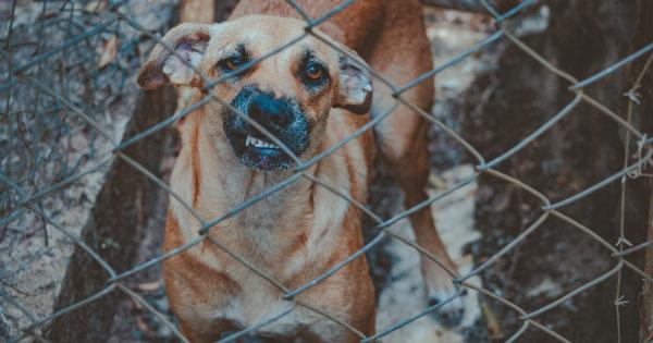 Overcoming Dog Thunder Phobia: A Guide to Calming Your Fearful Pooch