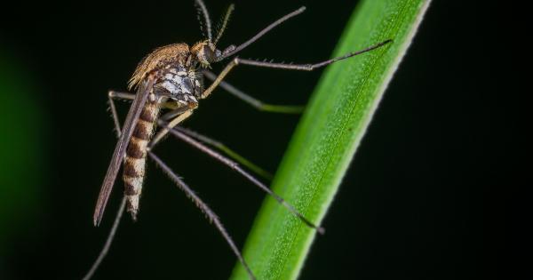 30 natural mosquito repellents