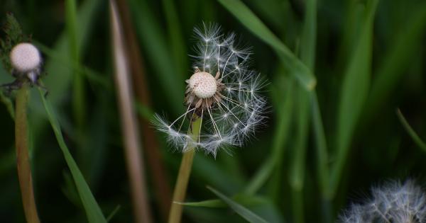 The Healing Properties of Anemia-Fighting Seeds
