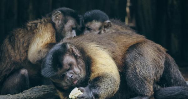 Monkeys and Medical Science: A Study by NCSR Doctors