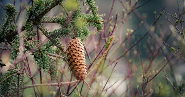 Pine Cones, Raisins, and Chestnuts: A Guide to Their Health Benefits