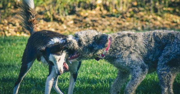 Dog aggression: How diet impacts behavior