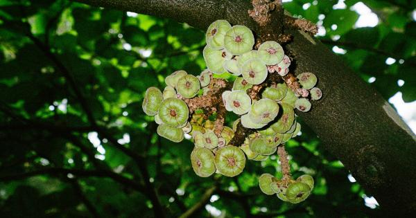 How to Raise Hemoglobin Levels Naturally: 6 Fruits to Try