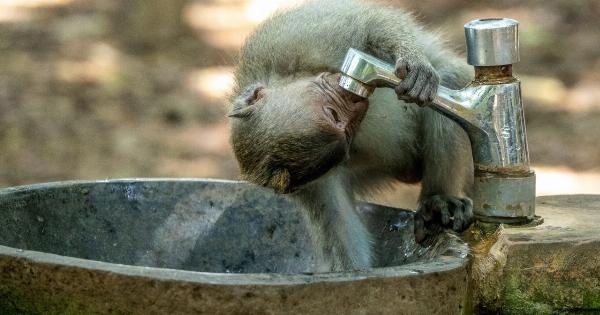 Spreading of monkey pointing behavior