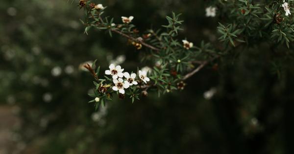 Cystic Fibrosis and Manuka Honey: Is There Really Hope?