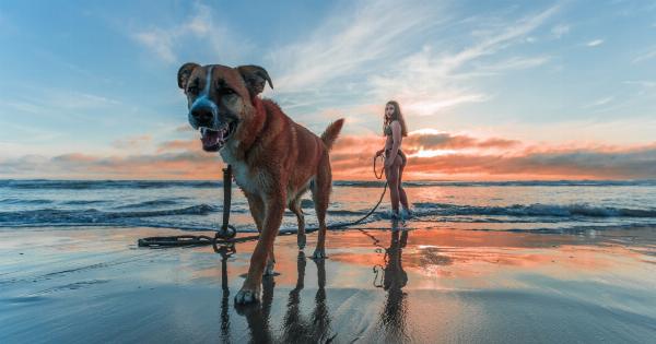The risks of exposing your dog to ocean water