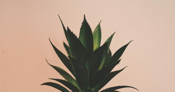 Aloe Vera: A Herbal Treasure for a Healthier You