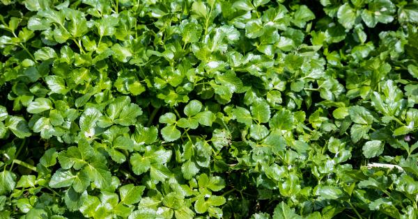 Get rid of external warts with this natural herb in 50%