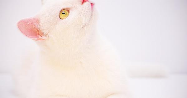 Debunking the myth of white cats with blue eyes being deaf