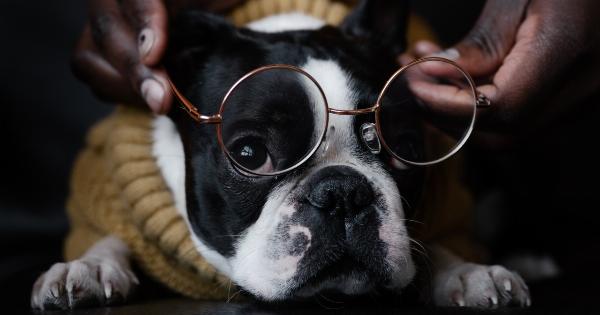 Decode your dog’s gaze: 4 reasons they stare at you