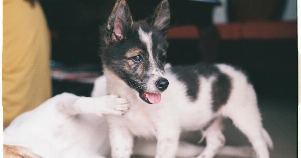 Puppy Perception: How Dogs Judge Us