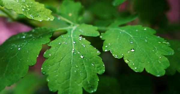 Unlocking Longevity Secrets with This Herb