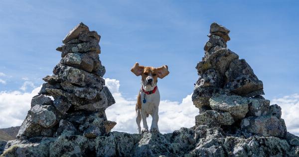 The Four Most Common Canine Phobias