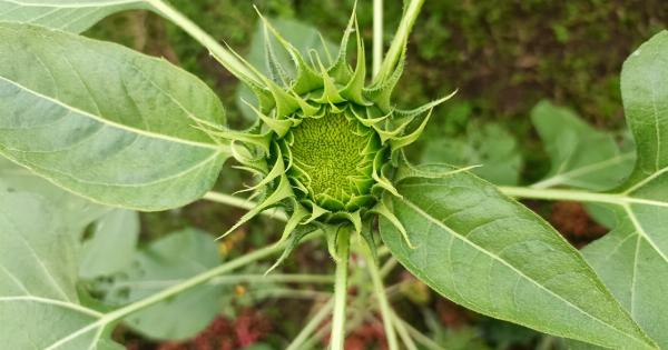 Unlocking the power of sunflower seeds: 5 surprising benefits