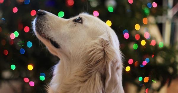Ways to ensure a stress-free Christmas for your dog