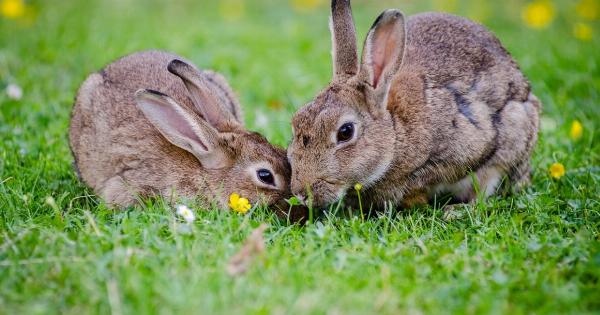 Is a bunny the right pet for you?