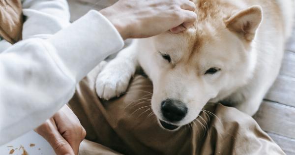 5 ways to stop your dog from begging for food