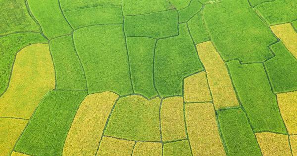 Green Wonders for a Healthy You