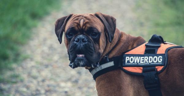 The Roman Cane Corso: Your Ultimate Guardian